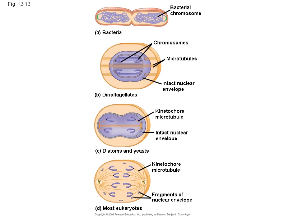 Fig. 12-12 (a) Bacteria Bacterial chromosome Chromosomes Microtubules Intact nuclear envelope (b) Dinoflagellates Kinetochore